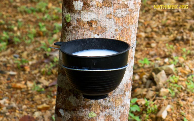 Chén nhựa hứng mủ cao su 1.8 lít