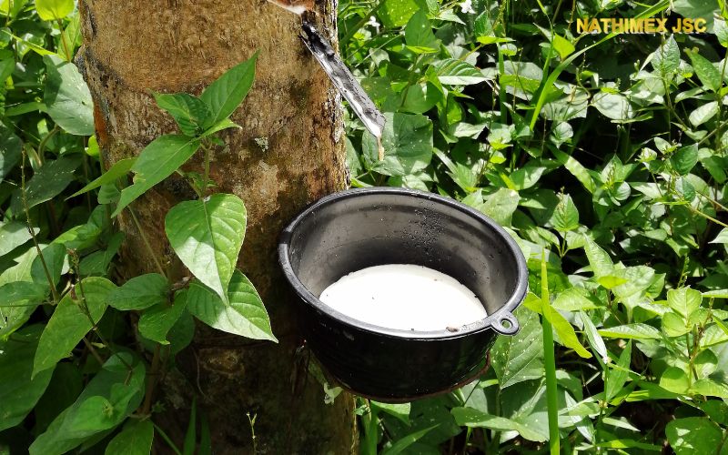 Ưu điểm của chén nhựa hứng mủ