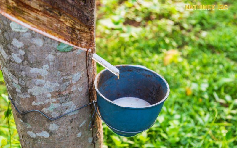 Lưu ý khi sử dụng chén cao su
